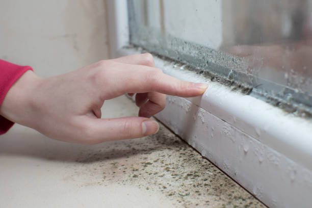 Mold Removal for HVAC Installations in Centreville, MS