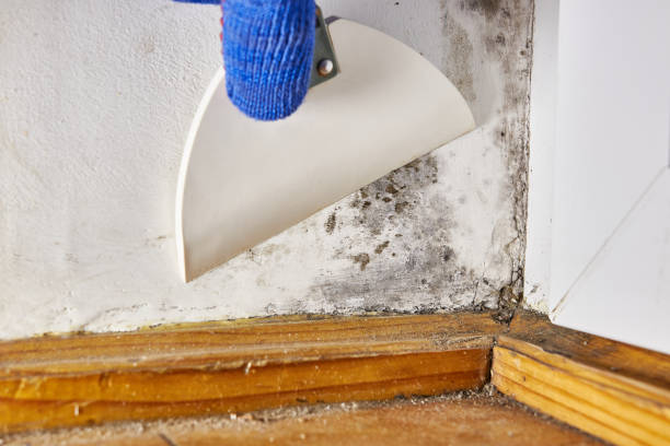 Best Post-Construction Mold Inspection  in Centreville, MS
